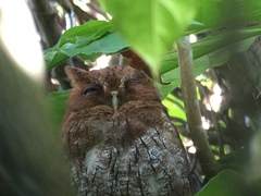 Megascops guatemalae