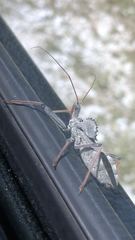 Arilus cristatus