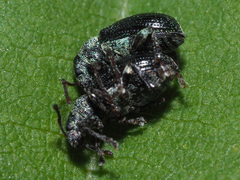 Phyllobius viridicollis