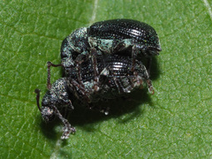 Phyllobius viridicollis