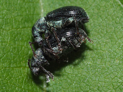 Phyllobius viridicollis