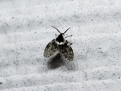 Lepiseodina conspicua