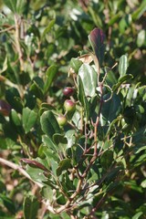 Rhoicissus tridentata tridentata