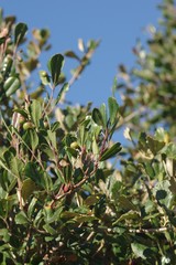 Rhoicissus tridentata tridentata
