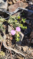 Polygala teretifolia