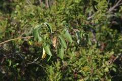 Heteromorpha
