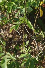 Heteromorpha
