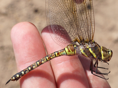 Rhionaeschna multicolor