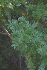 Hippobromus pauciflorus