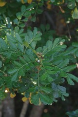 Hippobromus pauciflorus