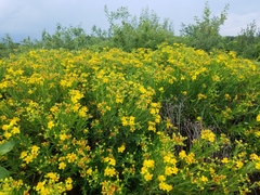 Hypericum swinkianum