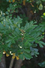 Hippobromus pauciflorus