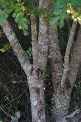Hippobromus pauciflorus