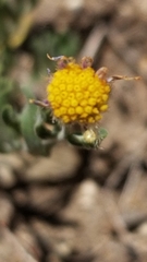 Erigeron aphanactis