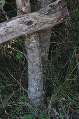 Hippobromus pauciflorus