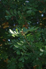 Hippobromus pauciflorus