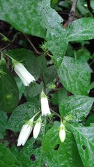 Lycianthes jaliscensis