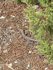 Aspidoscelis neotesselatus