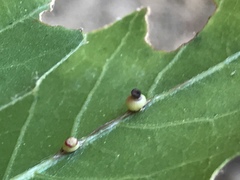 Callirhytis serricornis