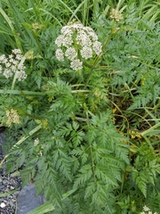 Conioselinum gmelinii