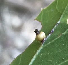 Callirhytis serricornis