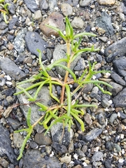 Spergularia canadensis