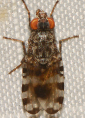 Pseudotephritis vau