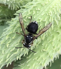 Dolichovespula maculata