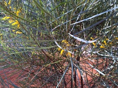 Acacia ammobia