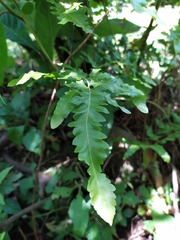 Lygodiaceae
