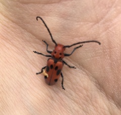 Tetraopes tetrophthalmus