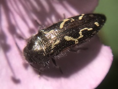 Acmaeodera retifera
