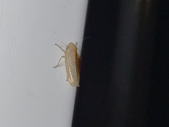 Deltocephalini