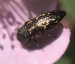 Acmaeodera retifera