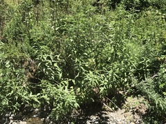Helianthus californicus