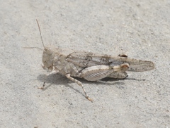 Trimerotropis pseudofasciata