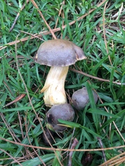 Retiboletus