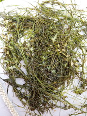 Potamogeton trichoides