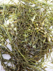 Potamogeton trichoides