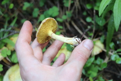 Suillus sibiricus