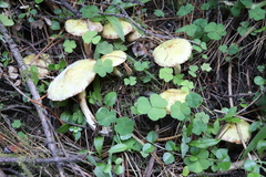 Suillus sibiricus