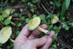 Suillus sibiricus