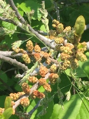 Myricaceae