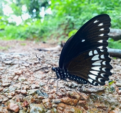 Papilio dravidarum