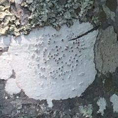 Lecanora caesiorubella