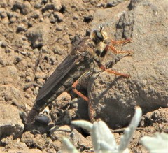 Stenopogon engelhardti