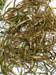 Potamogeton obtusifolius