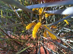 Acacia ammobia