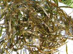 Potamogeton obtusifolius