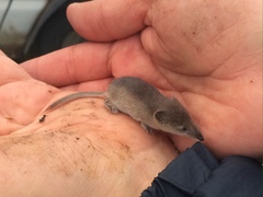 Pribilof Island Shrew photo 1